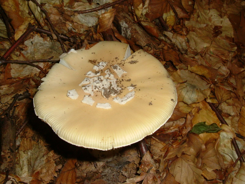 Amanita da deter...